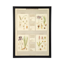 2105 -  Italian Flora And Fauna Prints