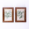 19th Century Pair of Botanical Prints