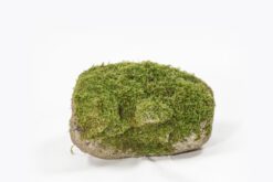 11453 - Iron Age Moss Covered Granite Figurehead